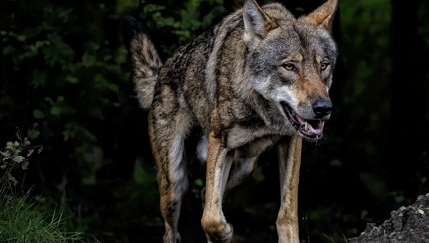 Волк напал на жителей частного дома в ВКО