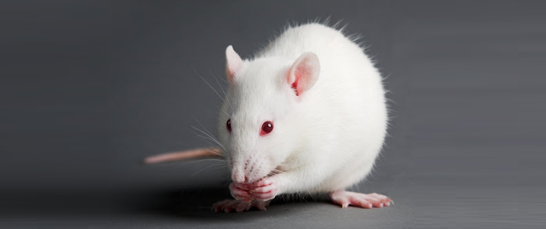 250 крыс за Т2,2 млн хочет купить Западно-Казахстанский медуниверситет