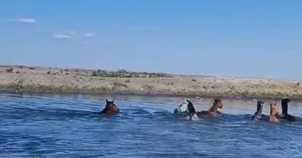 Спасатели Атырауской области эвакуировали более 90 лошадей 