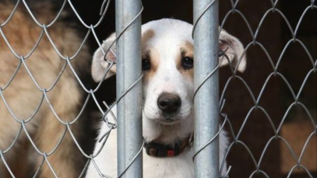 Зоозащитник: На 53% увеличили средства для отлова бездомных животных в РК, а прогресса нет
