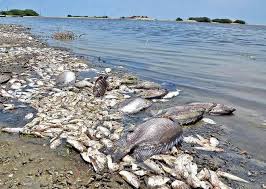 Fish death caused serious damage in Atyrau