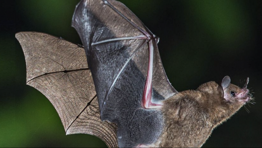 Kazakhstani people have been warned about virus transmitted from bats to humans