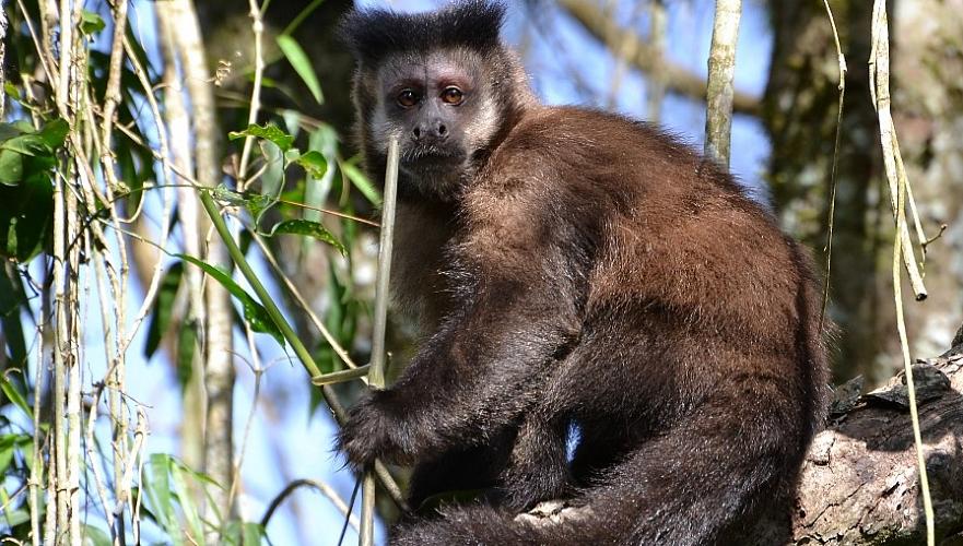 Capuchin monkey listed in Red Book was found in pet store in Karaganda region