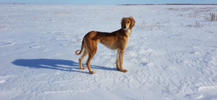 Kazakh national dog breed Tazy received patent