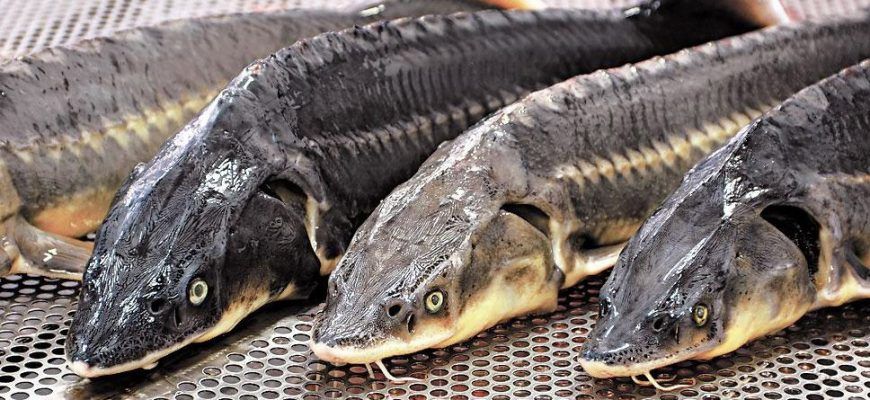 Более 50 кг контрабандной рыбы осетровых пород изъяли в ЗКО
