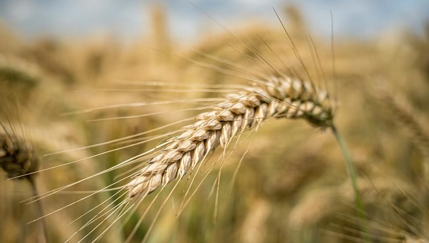 Kazakhstan's wheat exports to Iran were zero in 2024 - Ministry of Trade