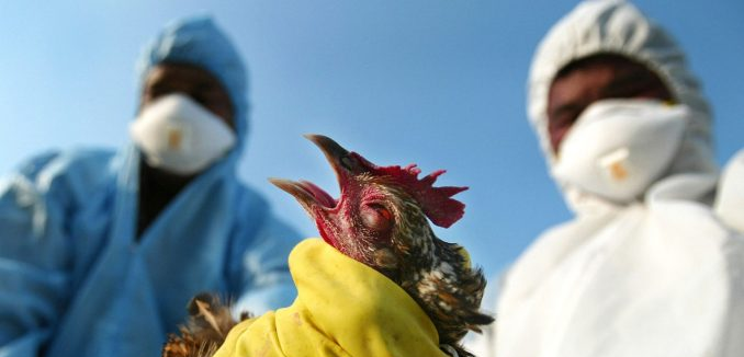 Падеж птицы зафиксирован в пяти областях Казахстана