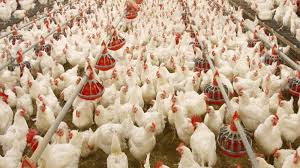 Bird flu outbreak in different regions of Russia did not affect manufacturers of Kazakhstan - expert