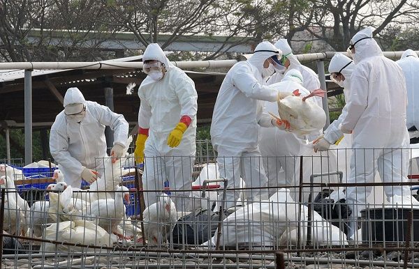 Казахстан ввел ограничения на границе с РФ из-за обнаружения штамма вируса гриппа птиц