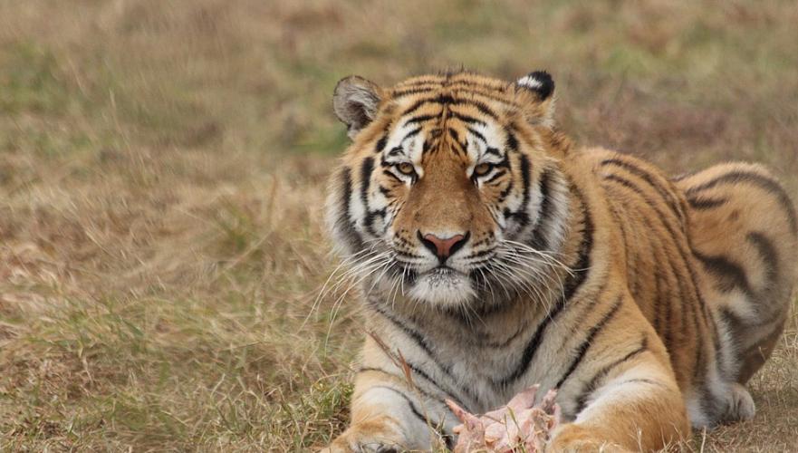 Two Amur tigers from Netherlands were brought to the Ile-Balkhash Reserve