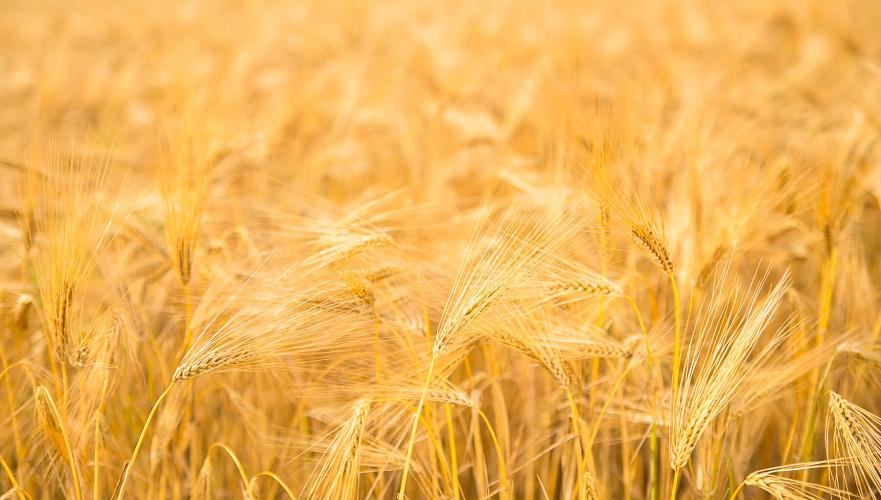 Kazakhstan threshed almost 19 million tons of grain - Ministry of Agriculture