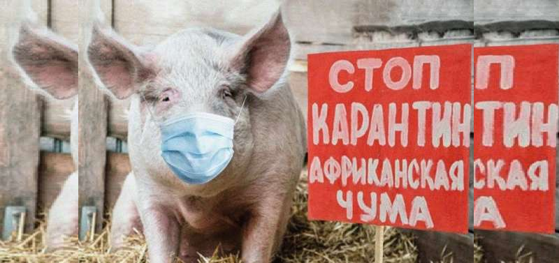 Африканская чума свиней стихийно распространяется в приграничном с РК регионе России