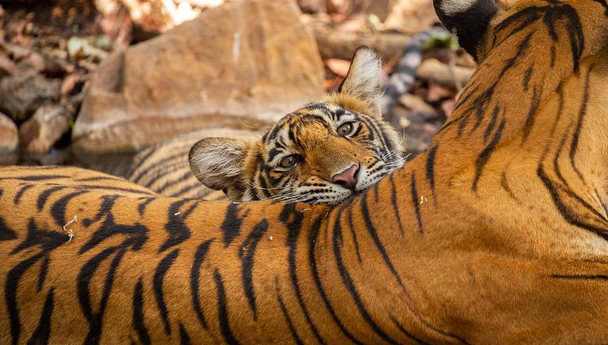 Two Amur tigers to be brought from Netherlands to Ile-Balkhash Reserve