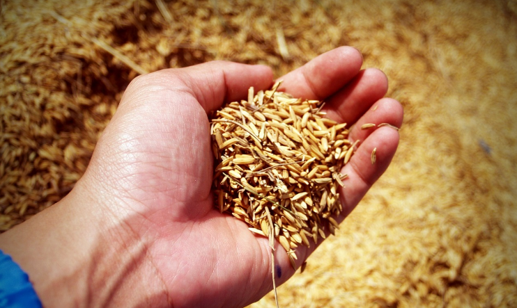 Grain exports in Kazakhstan increased by 53% in September-February