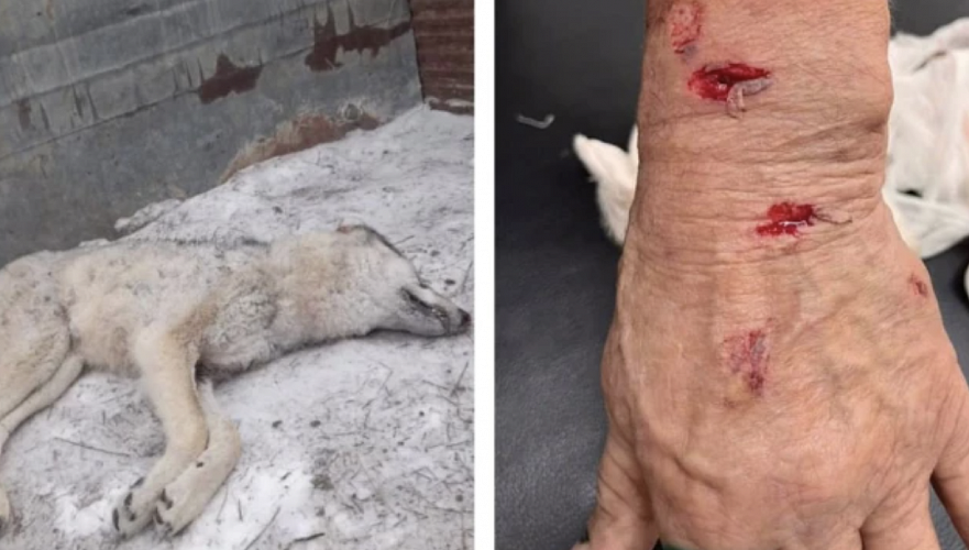 Wolf attacked man in Atyrau region