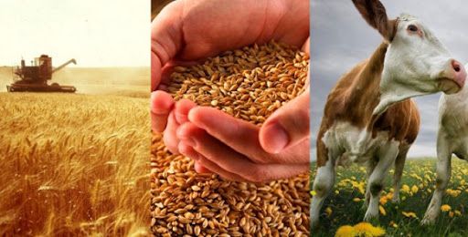 Стоимость продукции сельского хозяйства в Казахстане в июне выросла на 5,4%