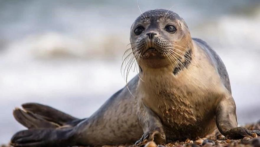 Death of seals in Caspian Sea was explained by gas emissions due to underwater earthquakes