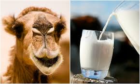 Launch of Kazakhstan-Chinese plant producing products of camel milk scheduled for August