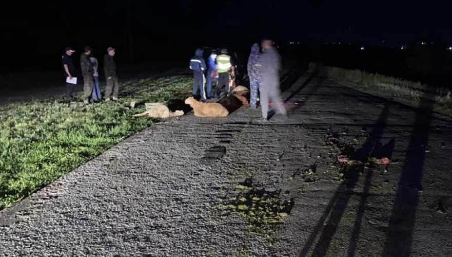 Жезқазған- Петропавл тас жолында бір табын қой көлік астына түсті