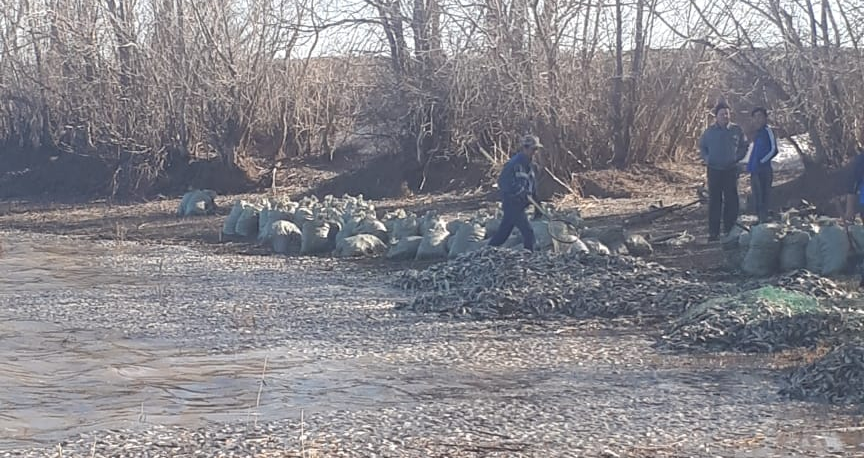 Четыре тонны карася погибло в пруду в Актюбинской области