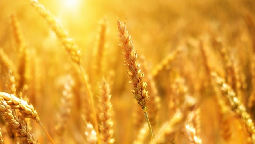 More than 470 thousand tons of grain harvested in East Kazakhstan region