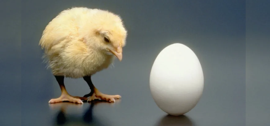 Рост цен на яйца и мясо курицы вызван удорожанием кормов – эксперт