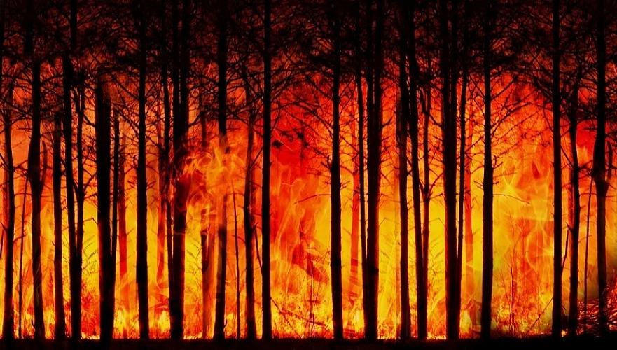 В восемь раз вырос в 2023 году ущерб Казахстану от пожаров