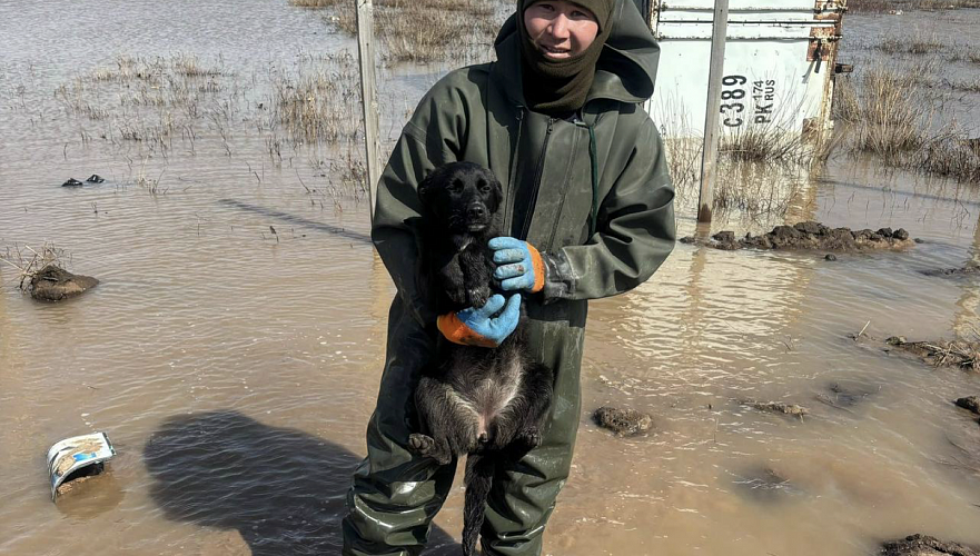 Еще немного и он бы утонул – пожарный о спасении собак во время паводков в Казахстане
