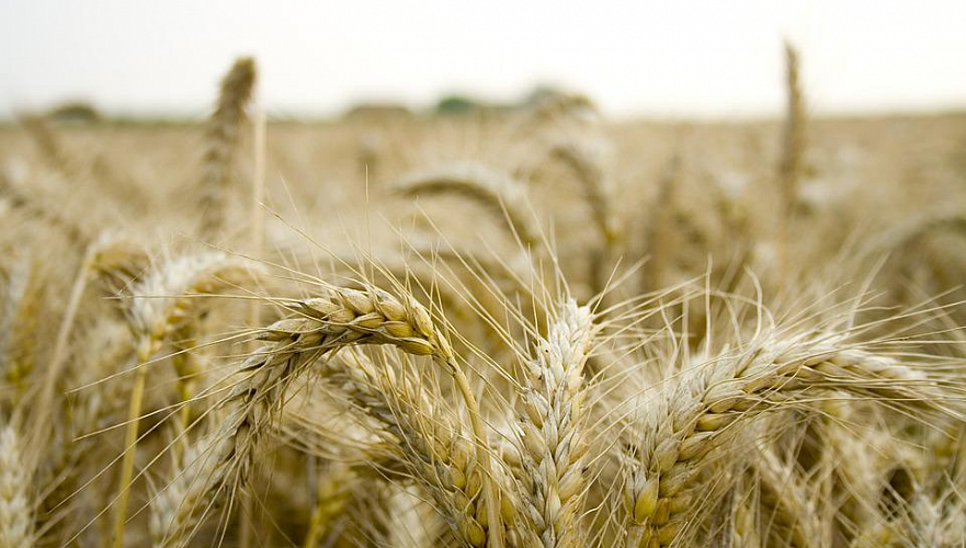 Казахстан намолотил более 20 млн тонн зерна – минсельхоз