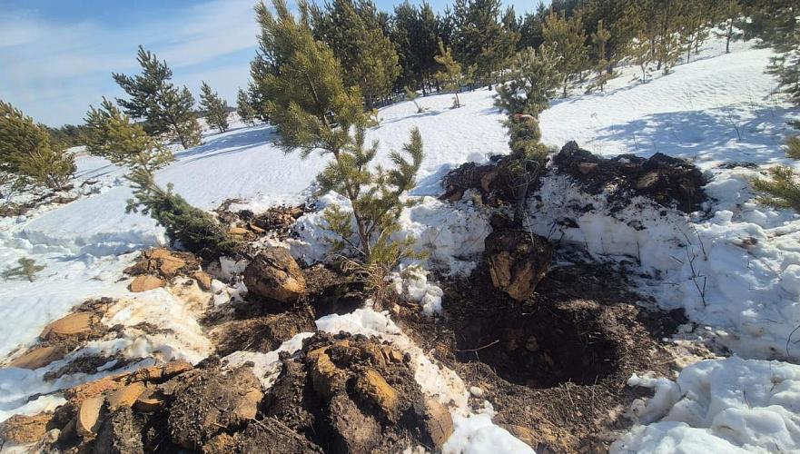 Хищение хвойных деревьев предотвратили в Акмолинской области