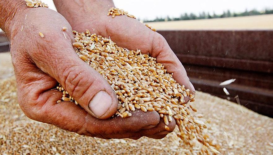 Около 6-6,5 млн тонн зерна сможет поставить на экспорт Казахстан – МСХ РК