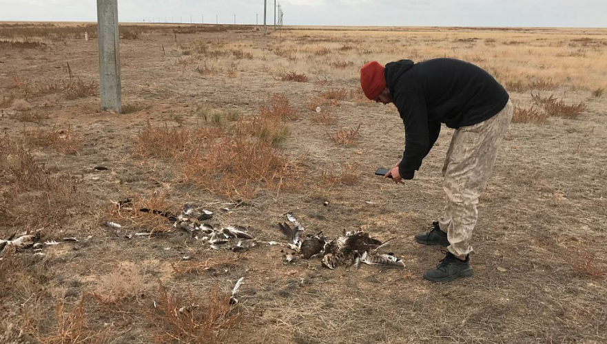 Тысячи степных орлов гибнут на опасных линиях электропередач в западном Казахстане – эксперты