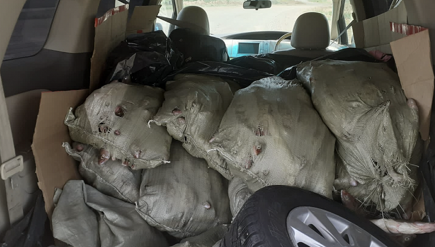 Более 700 кг судака пытались незаконно перевезти в ВКО  