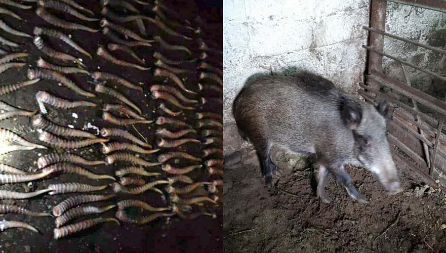 135 сайгачьих рогов изъяли при задержании группы лиц в Актюбинской области