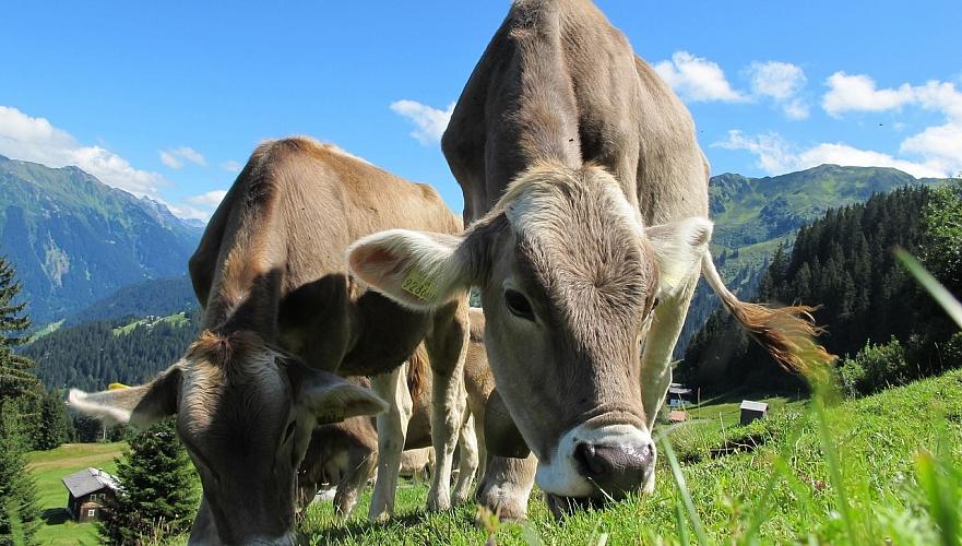 Новые правила субсидирования животноводства вступили в силу в Казахстане