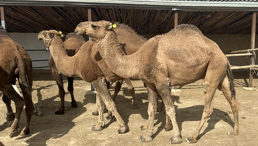 Новая порода верблюдов выведена на юге Казахстана
