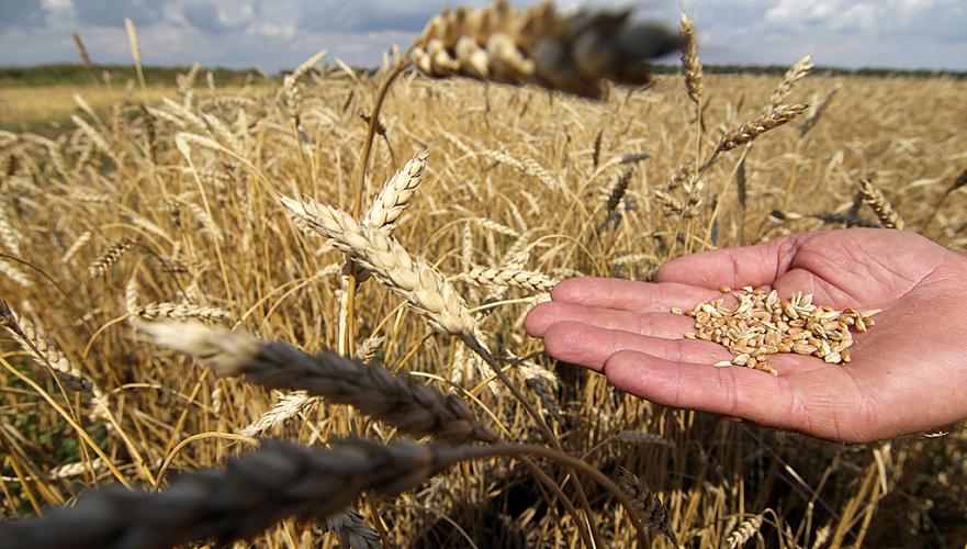 $25 млн  вложат американские и казахстанские инвесторы в развитие семеноводства РК