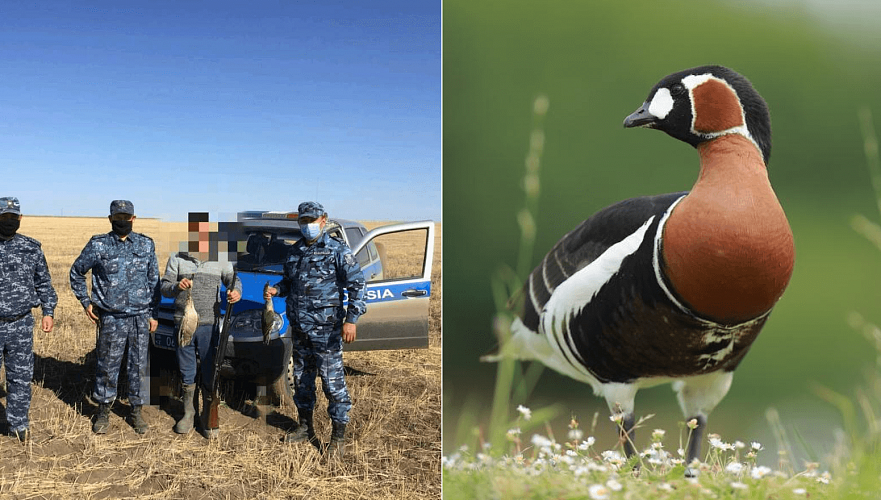 Одну из редчайших в мире птиц застрелили в Костанайской области