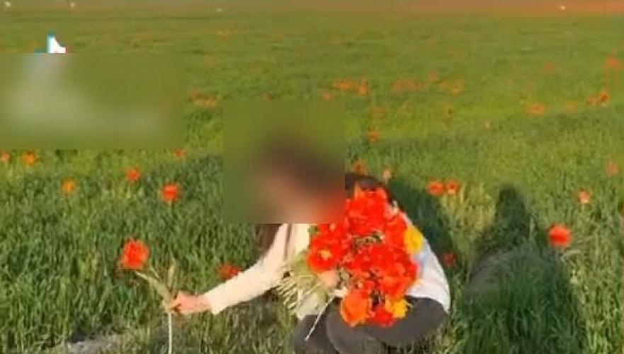 Краснокнижные тюльпаны сорвала студентка в Уялыжар  